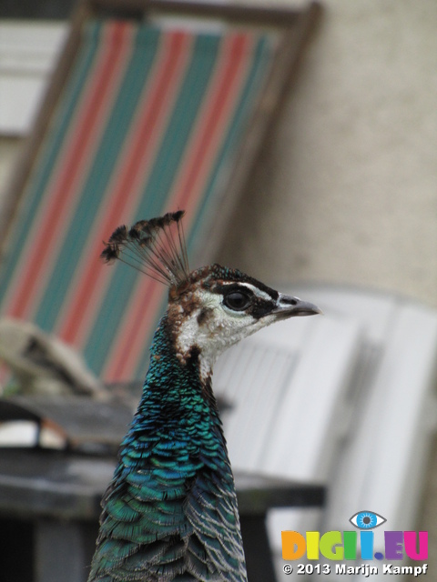 SX27030 Peafowl [Pavo cristatus] in garden